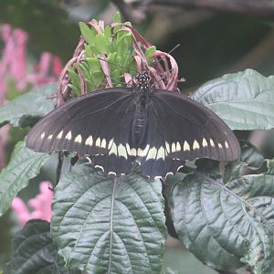 Papilio species
