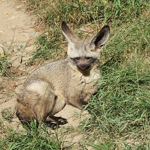 Bat-eared fox