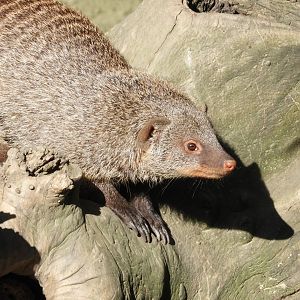 Banded mongoose