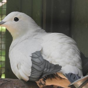 Silver-tipped imperial-pigeon