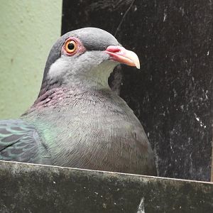 Metallic pigeon