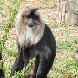 Lion-tailed macaque