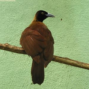 Lesser bird-of-paradise
