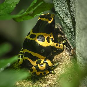 Yellow-banded poison dart frog : Cotswold WP : 02 Aug 2024