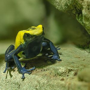 Dyeing poison dart frog: Cotswold WP : 02 Aug 2024