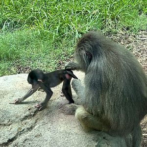Baby Baboon and Mother