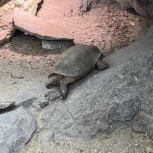 Desert Tortoise