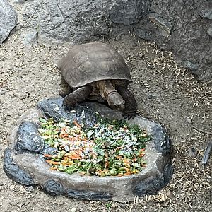 Desert Tortoise