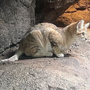 Sand Cat
