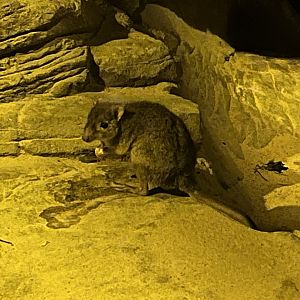 Brush-tailed Bettong