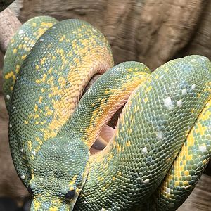 Green tree python