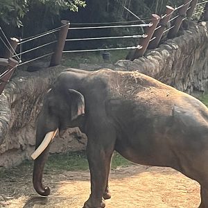 Spike the male Asian elephant