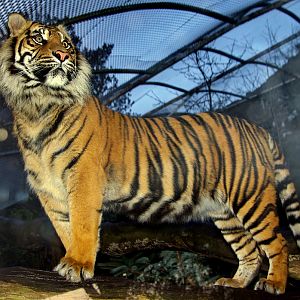 Tibor standing on his tree