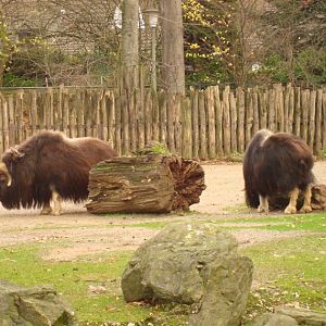 Musk Ox