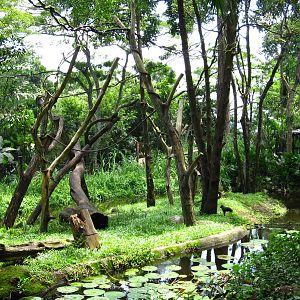 Celebes Crested Macaque island, Primate Kingdom