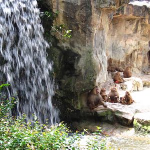 Hamadryas Baboons, Great Rift Valley of Ethiopia