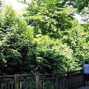 Siamang island, Treetops Trail