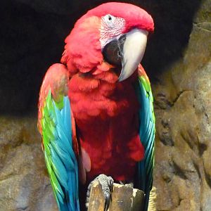 Chattanooga Zoo Animals