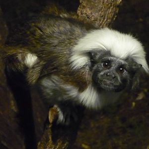 Chattanooga Zoo Animals