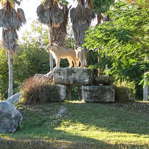 African Lion Exhibit