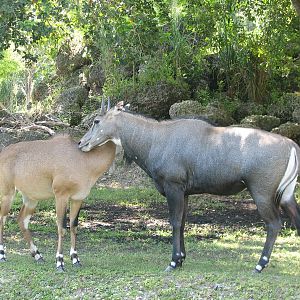Nilgai