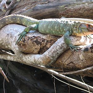 Amazon and Beyond - Cloud Forest - Caiman Lizard