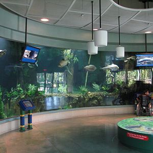 Amazon and Beyond - Amazon - Flooded Forest Aquarium