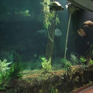 Amazon and Beyond - Amazon - Flooded Forest Aquarium
