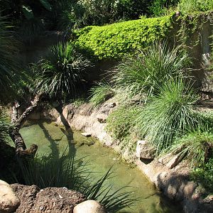 Amazon and Beyond - Atlantic Forest - Giant Otter Exhibit