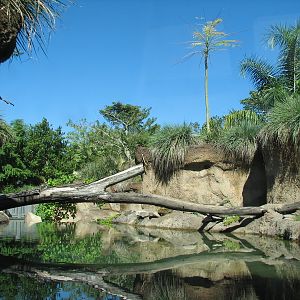 Amazon and Beyond - Atlantic Forest - Giant Otter Exhibit