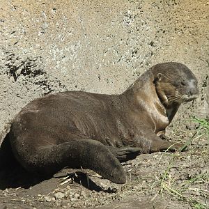 Amazon and Beyond - Atlantic Forest - Giant Otter
