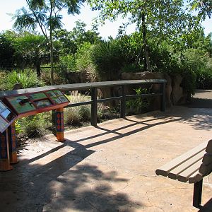 Amazon and Beyond - Atlantic Forest - Giant Anteater Exhibit Viewing Area