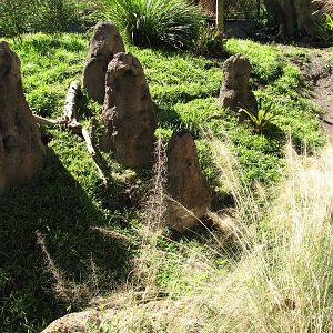 Amazon and Beyond - Atlantic Forest - Giant Anteater Exhibit