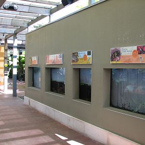 Amazon and Beyond - Atlantic Forest - Shelter Exhibits