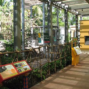 Amazon and Beyond - Atlantic Forest - Mixed-Species Exhibit
