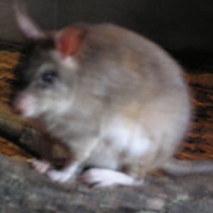 Giant Jumping Rat