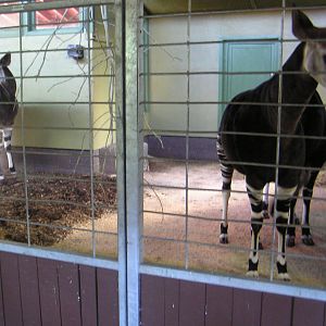 Zukisa, Dumela and Mieke the Okapis