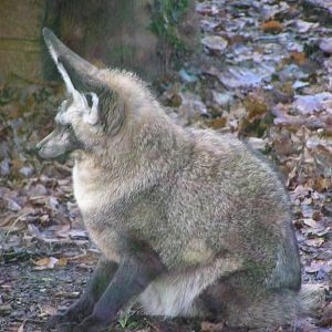 Bat-Eared Fox