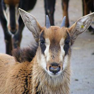 Sable antelope calf at Marwell Wildlife, 13 December 2009