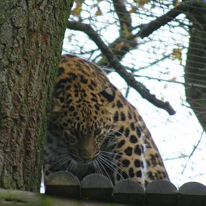 Kaia the Amur leopard at Marwell Wildlife, 13 December 2009