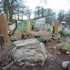 Lots of action in the Tasmanian devil exhibit...