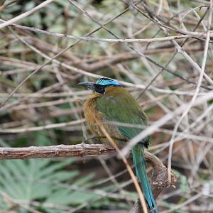 Blue-Crowned Motmot