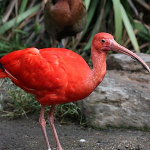 Scarlet Ibis