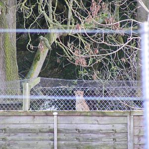Offshow cheetah at Marwell Wildlife, 13 December 2009