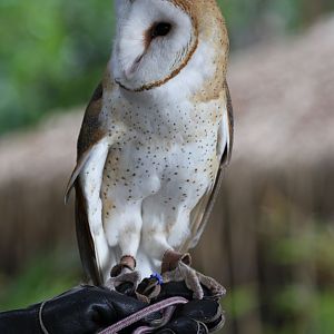 Barn Owl, and how NOT to hold a raptor!