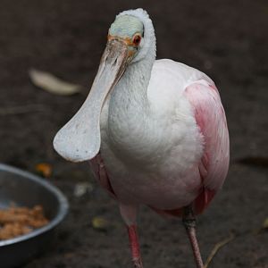 Roseate Spoonbill