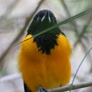 Venezuelan Troupial