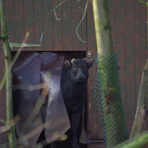 Chester Zoo - Lowland Anoa