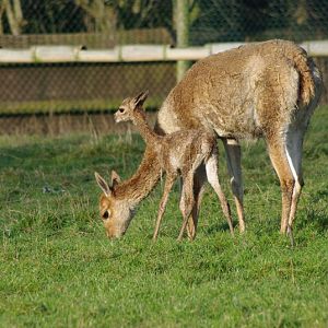 Chester Zoo - Vicuna