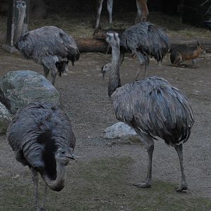 The big nandu birds appear rather aggressive...